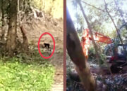 Pasca Rusaknya Hutan Penelitian Simoma, Kawanan Kera dan Orang Utan Mulai Masuk ke Pemukiman Warga