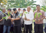 Bupati Luwu Dampingi Pj Gubernur Tanam Pisang Cavendish di Kamanre